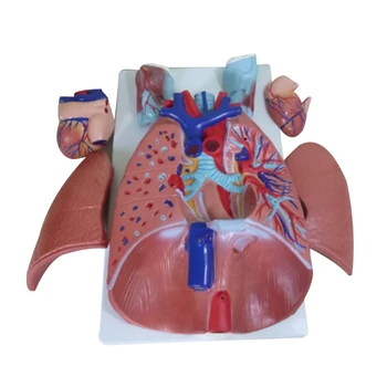 L74B Дихателна система Сърдечен модел Белодробен отдел Модел Медицински модел Човешки ларингеален кардиопулмонален анатомичен модел